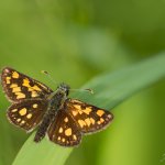 Soumračník jitrocelový - samec (Carterocephalus palaemon - male), Chlumská hora