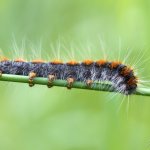 Bourovec březový - housenka / Eriogaster lanestris - caterpillar / Small Eggar, Chlumská hora