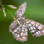 Kropenatec jetelový - samice (Chiasmia clathrata - female), Chlumská hora