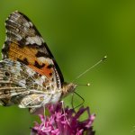 Babočka bodláková - samice (Vanessa cardui - female), Čerchov