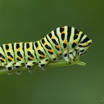 Otakárek fenyklový - housenka (Papilio machaon - caterpillar), Staňkov