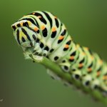 Otakárek fenyklový - housenka (Papilio machaon - caterpillar), Staňkov