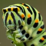 Otakárek fenyklový - housenka (Papilio machaon - caterpillar), Staňkov