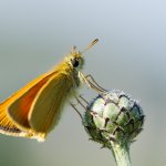 Soumračník čárečkovaný - samec (Thymelicus lineola - male), CHKO Pálava, NPR Tabulová