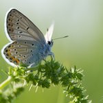 Modrásek podobný - samec (Plebejus cf. argyrognomon - male), CHKO Pálava, NPR Tabulová