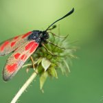 Vřetenuška kozincová - samice (Zygaena loti - female), CHKO Pálava, NPR Děvín-Kotel-Soutěska