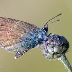 Modrásek kozincový - samec (Glaucopsyche alexis - male), CHKO Pálava, NPR Tabulová