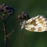 Okáč bojínkový - samice (Melanargia galathea - female), CHKO Pálava, NPR Tabulová