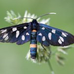 Běloskvrnáč pampeliškový - samec (Amata phegea - male), CHKO Pálava, NPR Tabulová