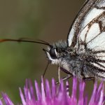 Okáč bojínkový, samec / Melanargia galathea, male / Marbled White, CHKO Pálava, PR Svatý kopeček