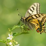 Otakárek fenyklový (Papilio machaon), CHKO Pálava, PR Svatý kopeček