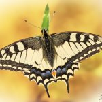 Otakárek fenyklový / Papilio machaon / Old World Swallowtail, CHKO Pálava, PR Svatý kopeček