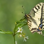 Otakárek fenyklový (Papilio machaon), CHKO Pálava, PR Svatý kopeček