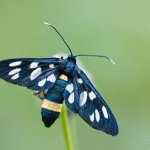 Běloskvrnáč pampeliškový - samice (Amata phegea - female), CHKO Pálava, PR Turold