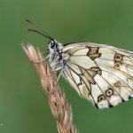 Okáč bojínkový - samice (Melanargia galathea - female), CHKO Pálava, NPR Tabulová