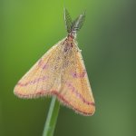 Rudopásník šťovíkový, samec / Lythria purpuraria, male / Purple-barred Yellow, CHKO Pálava, Mikulov