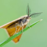 Rudopásník šťovíkový - samec (Lythria purpuraria - male), CHKO Pálava, Mikulov