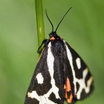 Přástevník jitrocelový - samice (Parasemia plantaginis - female), Krkonošský národní park