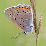 Ohniváček modrolemý - samice (Lycaena hippothoe - female), Krkonošský národní park