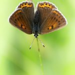 Ohniváček modrolemý, samice / Lycaena hippothoe, female / Purple-edged Copper, Krkonošský národní park