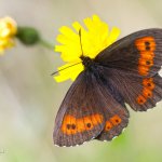 Okáč rudopásný - samec (Erebia euryale - male), Krkonošský národní park