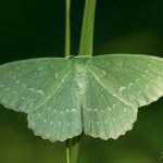 Zelenopláštník březový, samice / Geometra papilionaria, female / Large Emerald, Krkonošský národní park