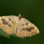 Píďalka kopřivová / Camptogramma bilineata / Yellow Shell, Krkonošský národní park