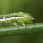 Jarnice ovocná - housenka (Orthosia gothica - caterpillar), Krkonošský národní park