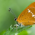 Ohniváček celíkový - samice (Lycaena virgaureae - female), Hradišťany