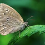 Okáč prosíčkový, samec / Aphantopus hyperantus, male / Ringlet, Hradišťany