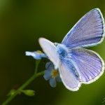 Modrásek jehlicový - samec (Polyommatus icarus - male), Hradišťany