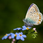 Modrásek jehlicový, samec / Polyommatus icarus, male / Common Blue, Hradišťany