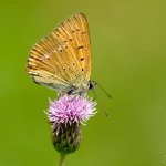 Ohniváček celíkový - samec (Lycaena virgaureae - male), Hradišťany