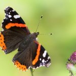 Babočka admirál / Vanessa atalanta / Red Admiral, Hradišťany