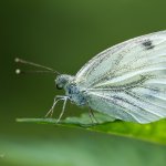 Bělásek řepkový - samice (Pieris napi - female), Hradišťany