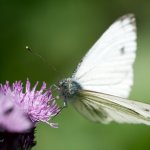 Bělásek řepkový, samec / Pieris napi, male / Green-veined White, Hradišťany