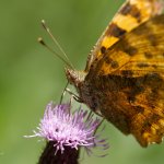 Babočka bílé C (Polygonia c-album c-album), Hradišťany