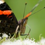 Babočka admirál (Vanessa atalanta), Hradišťany