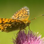 Perleťovec velký - samice (Argynnis aglaja - female), Krušné hory