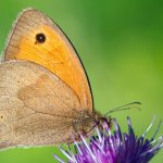 Okáč luční, samec / Maniola jurtina, male / Meadow Brown, Krušné hory, PR Ryžovna