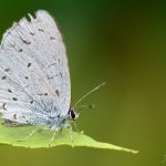 Modrásek krušinový - samice (Celastrina argiolus - female), Krušné hory, PR Ryžovna