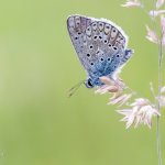 Modrásek jehlicový - samec (Polyommatus icarus - male), CHKO Blanský les