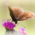 Okáč kluběnkový, samec / Erebia aethiops, male / Scotch Argus, CHKO Blanský les, PR Holubovské hadce