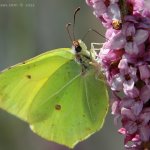 Žluťásek řešetlákový (Gonepteryx rhamni), Hradišťany