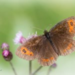 Okáč kluběnkový - samec (Erebia aethiops - male), CHKO Blanský les, PR Holubovské hadce