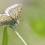 Modrásek hnědoskvrnný - samec (Polyommatus daphnis - male), CHKO Blanský les, NPR Vyšenské kopce