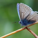 Modrásek hnědoskvrnný - samec (Polyommatus daphnis - male), CHKO Blanský les, NPR Vyšenské kopce