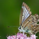 Modrásek hnědoskvrnný - samice (Polyommatus daphnis - female), CHKO Blanský les, NPR Vyšenské kopce