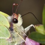 Žluťásek řešetlákový (Gonepteryx rhamni), Hradišťany