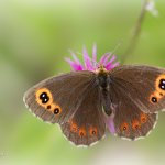 Okáč kluběnkový - samice (Erebia aethiops - female), CHKO Blanský les, NPR Vyšenské kopce